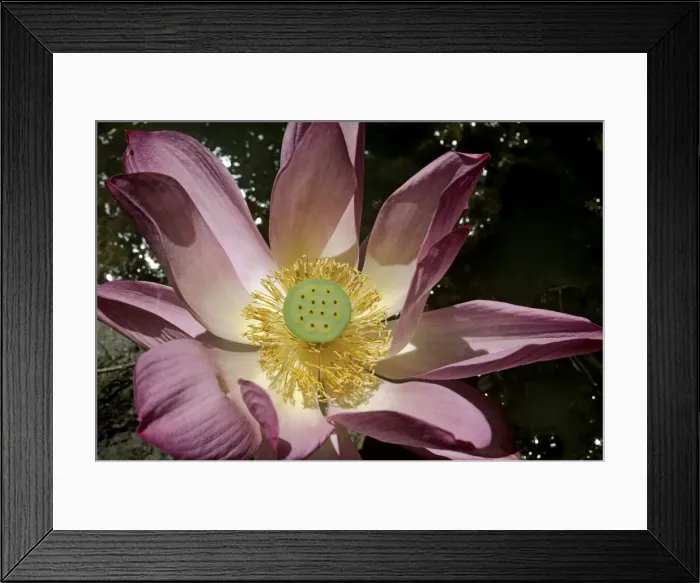 Framed Print : Picture No. 10848377 Framed Print : Picture No. 10848377