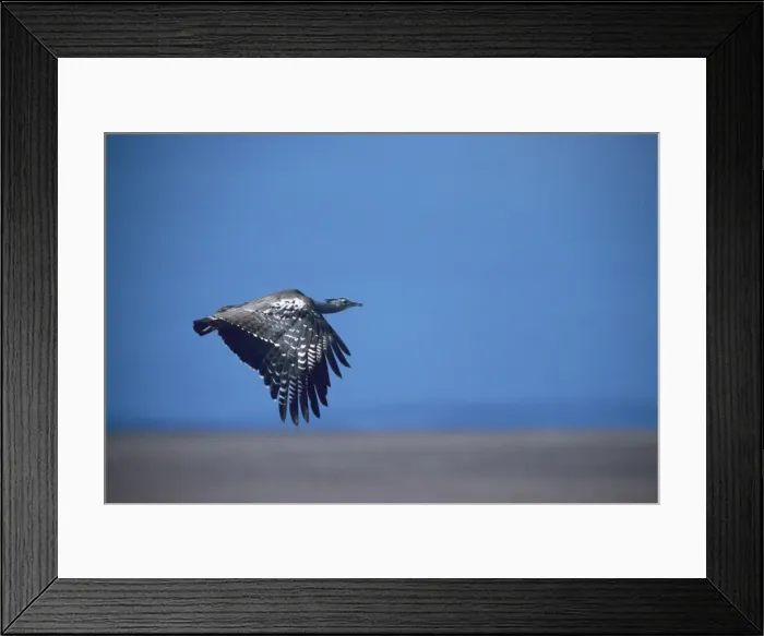 Framed Print : Picture No. 10848381 Framed Print : Picture No. 10848381