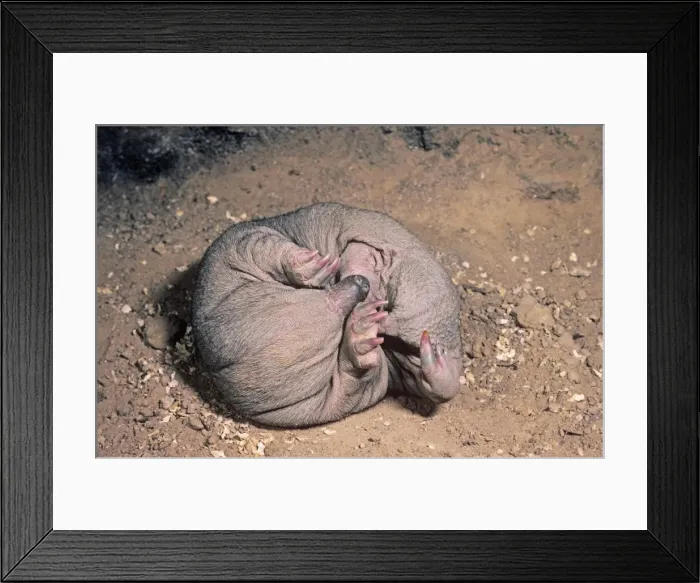 Framed Print : Picture No. 10848374 Framed Print : Picture No. 10848374