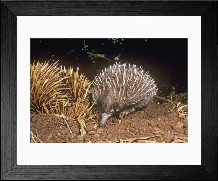 Framed Print : Picture No. 10848375 Framed Print : Picture No. 10848375