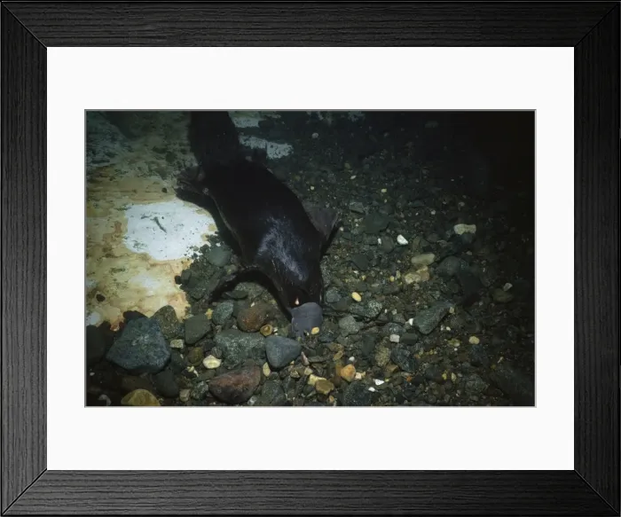 Framed Print : Picture No. 10848380 Framed Print : Picture No. 10848380