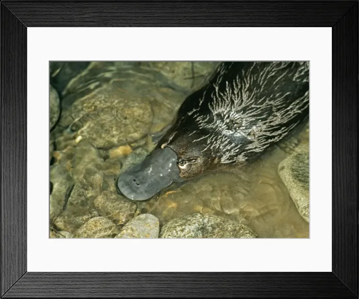 Framed Print : Picture No. 10848379 Framed Print : Picture No. 10848379
