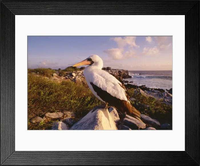 Framed Print : Picture No. 10848405 Framed Print : Picture No. 10848405