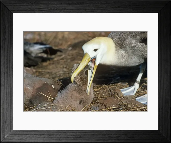 Framed Print : Picture No. 10848399
