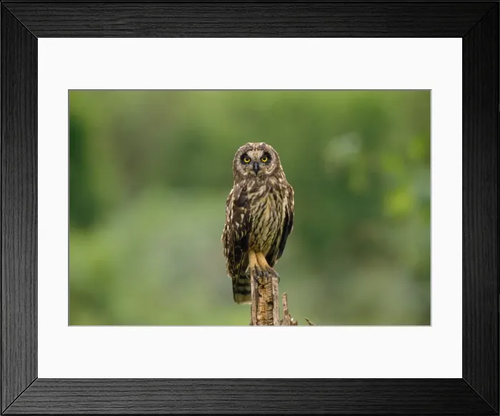 Framed Print : Picture No. 10848409 Framed Print : Picture No. 10848409