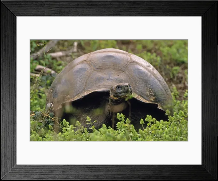 Framed Print : Picture No. 10848388 Framed Print : Picture No. 10848388