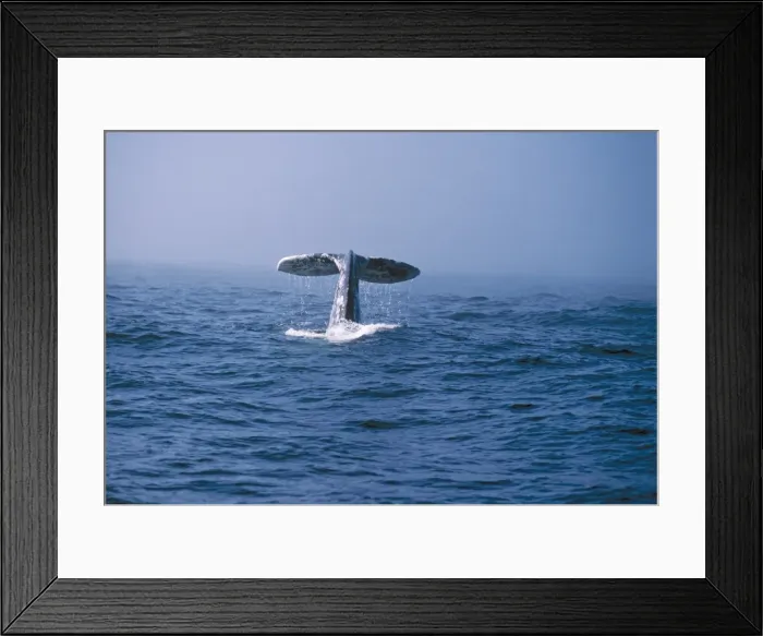 Framed Print : Picture No. 10848412 Framed Print : Picture No. 10848412