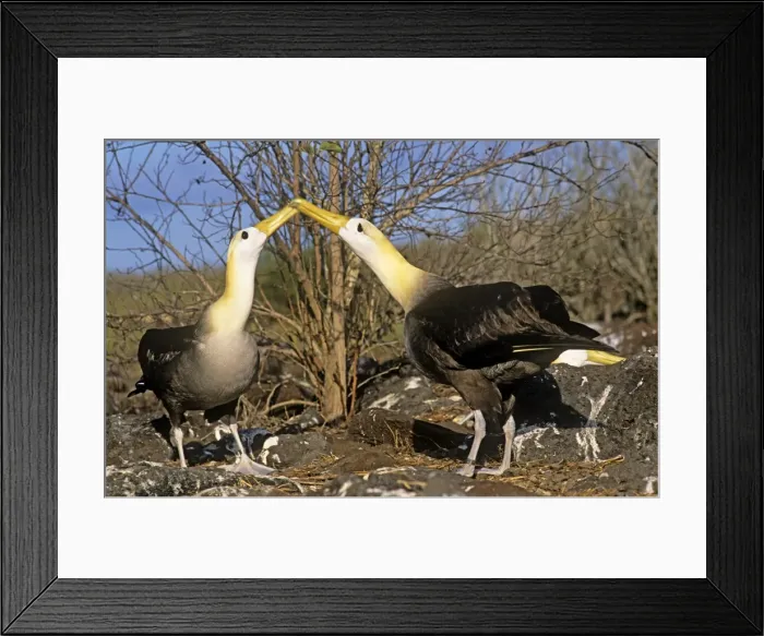Framed Print : Picture No. 10848401 Framed Print : Picture No. 10848401