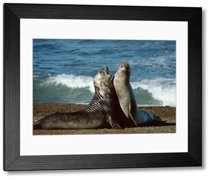 Framed Print : Picture No. 10848418 Framed Print : Picture No. 10848418