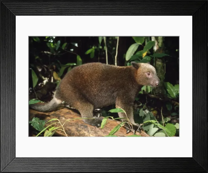 Framed Print : Picture No. 10848433 Framed Print : Picture No. 10848433