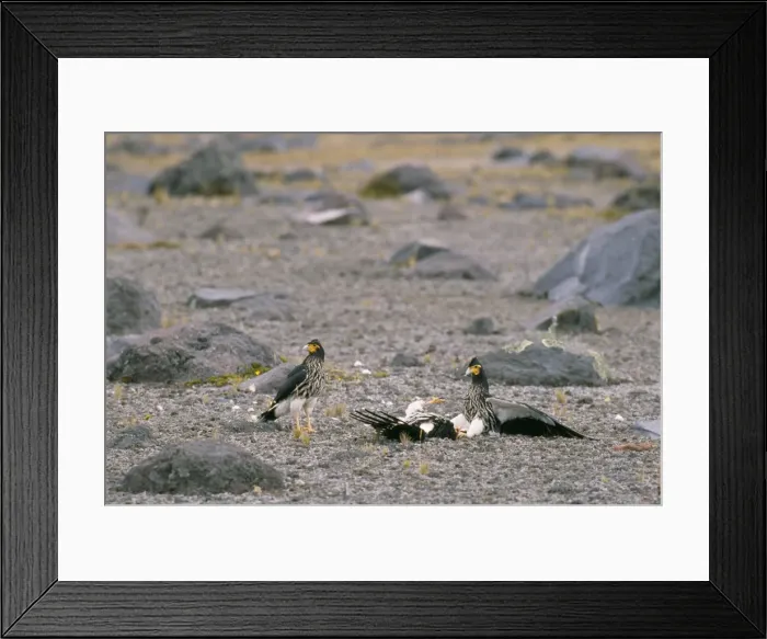 Framed Print : Picture No. 10848420 Framed Print : Picture No. 10848420
