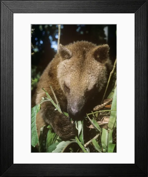 Framed Print : Picture No. 10848432 Framed Print : Picture No. 10848432
