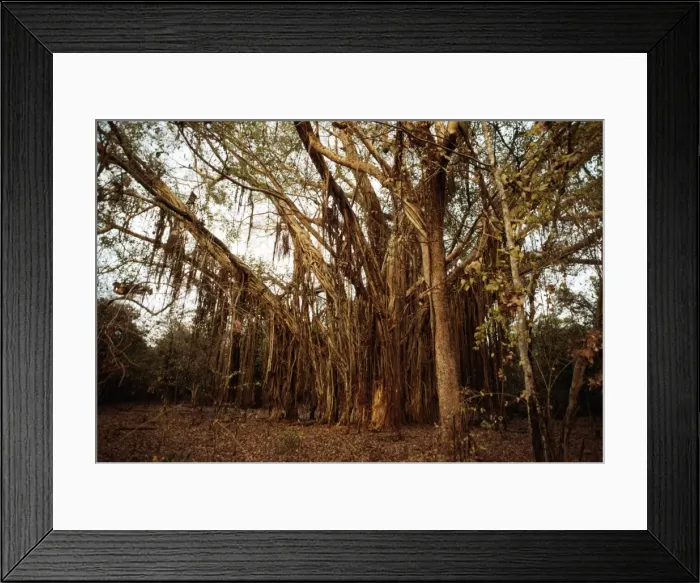 Framed Print : Picture No. 10848428 Framed Print : Picture No. 10848428
