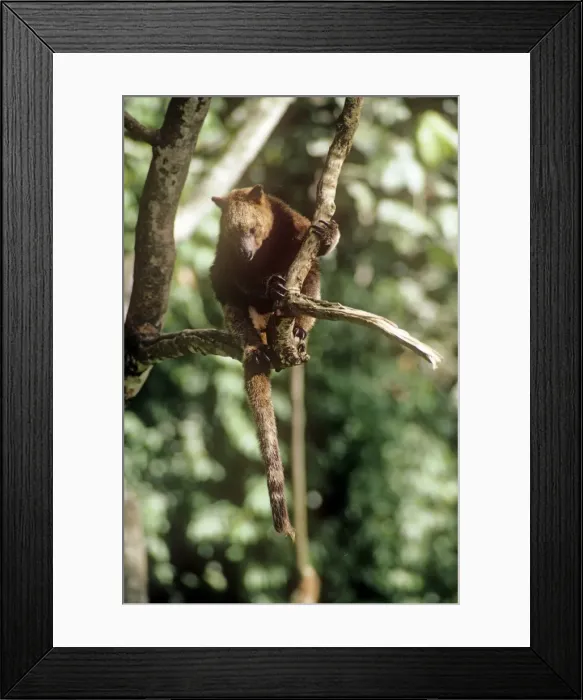 Framed Print : Picture No. 10848434 Framed Print : Picture No. 10848434