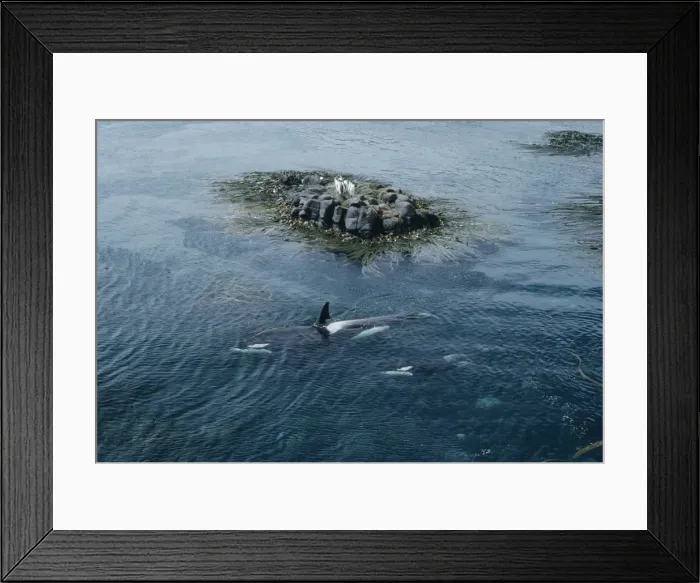 Framed Print : Picture No. 10848439 Framed Print : Picture No. 10848439