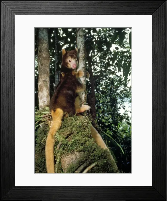 Framed Print : Picture No. 10848436