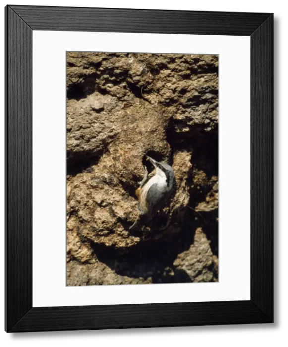 Framed Print : Picture No. 10849289 Framed Print : Picture No. 10849289