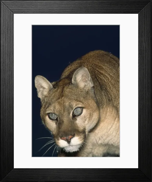 Framed Print : Picture No. 10849424 Framed Print : Picture No. 10849424