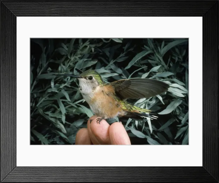 Framed Print : Picture No. 10849430 Framed Print : Picture No. 10849430