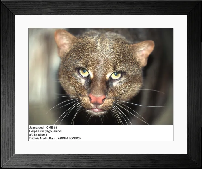 Framed Print : Picture No. 10849480 Framed Print : Picture No. 10849480