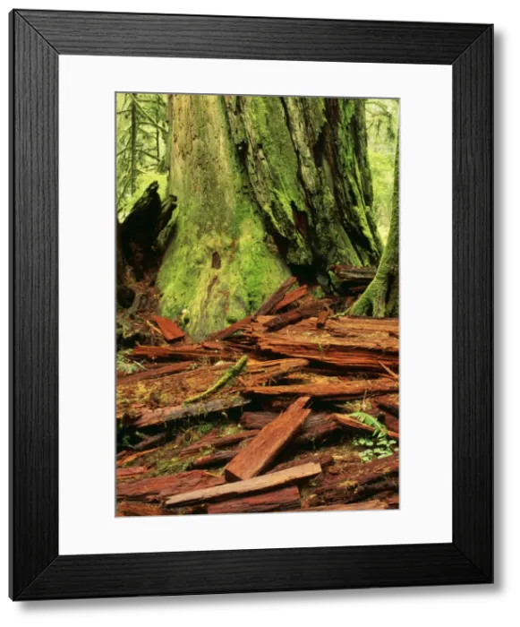 Framed Print : Picture No. 10849456 Framed Print : Picture No. 10849456