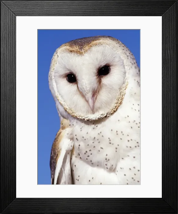 Framed Print : Picture No. 10849449 Framed Print : Picture No. 10849449
