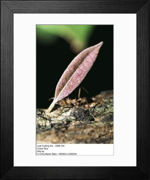 Framed Print : Picture No. 10849534 Framed Print : Picture No. 10849534