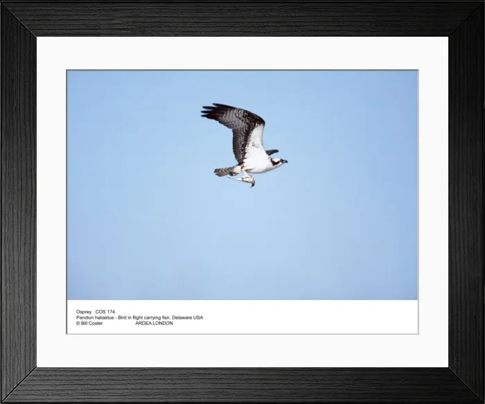Framed Print : Picture No. 10849545