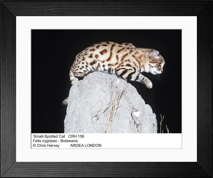 Framed Print : Picture No. 10849547 Framed Print : Picture No. 10849547