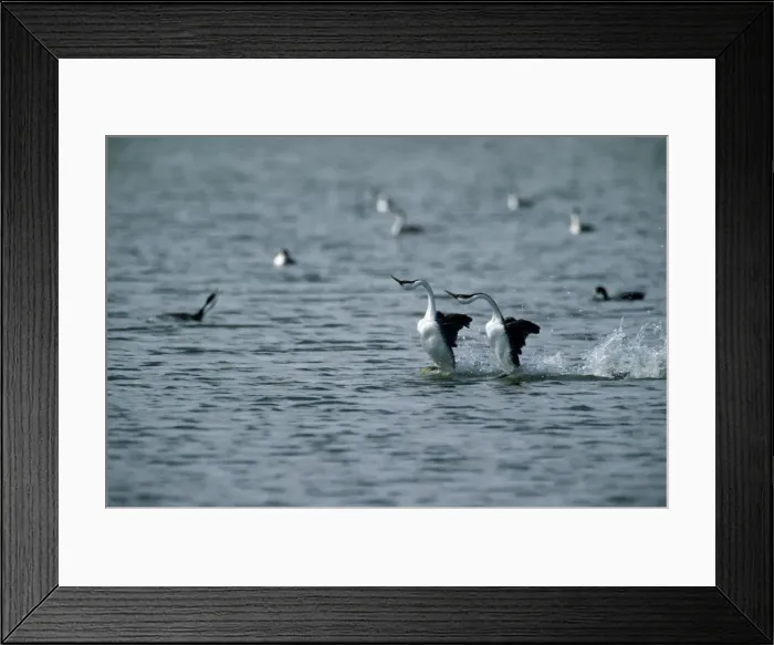 Framed Print : Picture No. 10849544 Framed Print : Picture No. 10849544