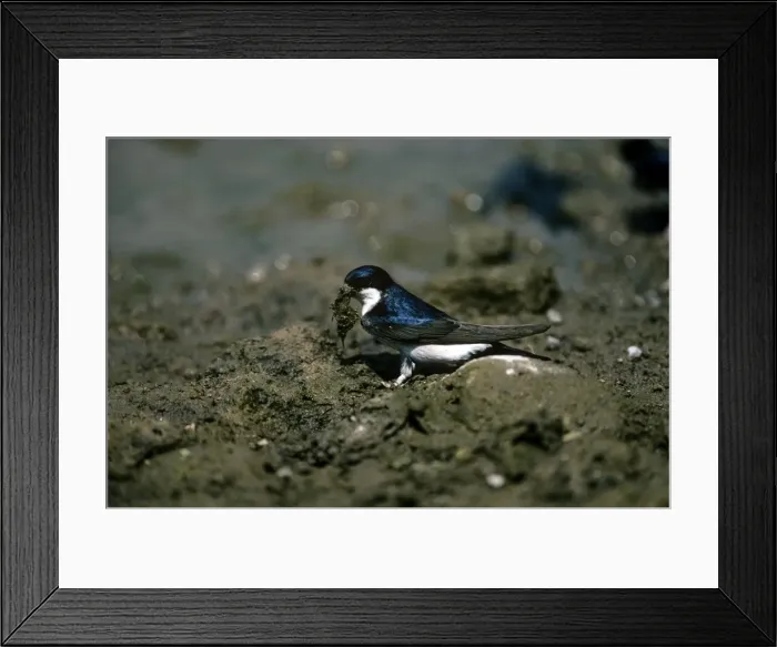 Framed Print : Picture No. 10849546 Framed Print : Picture No. 10849546