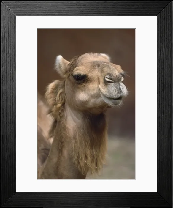 Framed Print : Picture No. 10849517 Framed Print : Picture No. 10849517