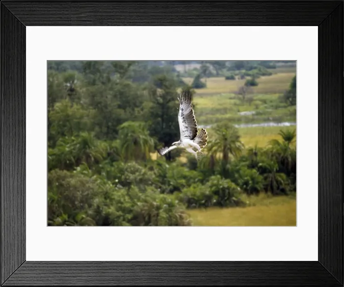 Framed Print : Picture No. 10849549 Framed Print : Picture No. 10849549