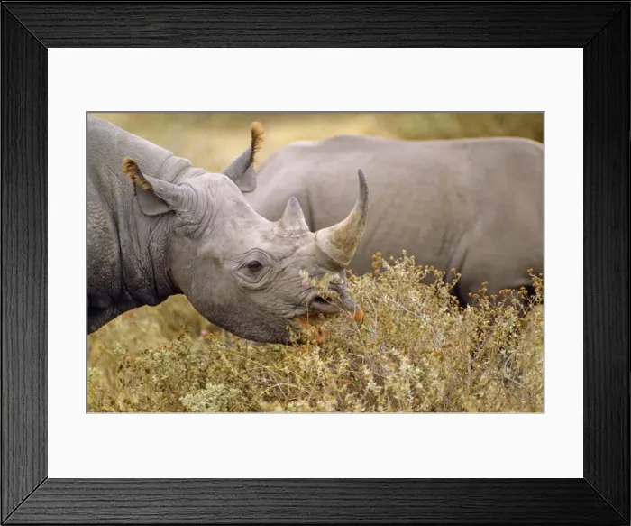 Framed Print : Picture No. 10849548 Framed Print : Picture No. 10849548