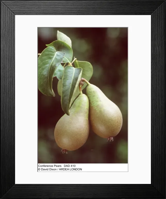 Framed Print : Picture No. 10849587 Framed Print : Picture No. 10849587