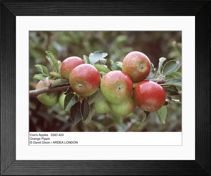 Framed Print : Picture No. 10849592 Framed Print : Picture No. 10849592