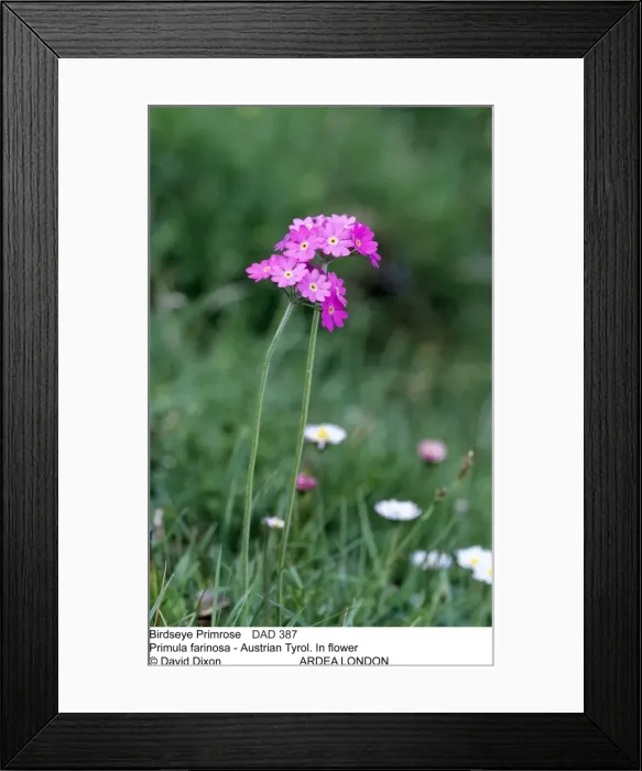 Framed Print : Picture No. 10849586 Framed Print : Picture No. 10849586