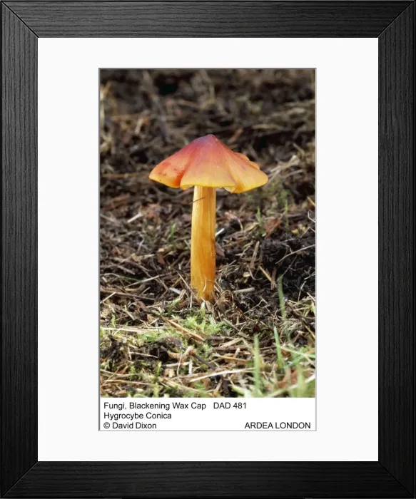 Framed Print : Picture No. 10849600 Framed Print : Picture No. 10849600