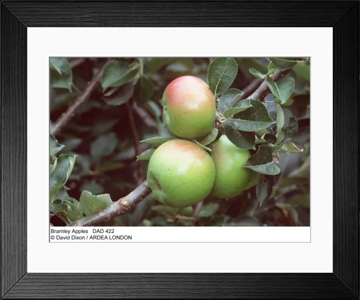 Framed Print : Picture No. 10849591 Framed Print : Picture No. 10849591