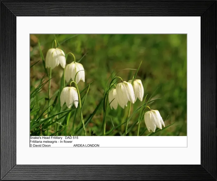 Framed Print : Picture No. 10849605 Framed Print : Picture No. 10849605