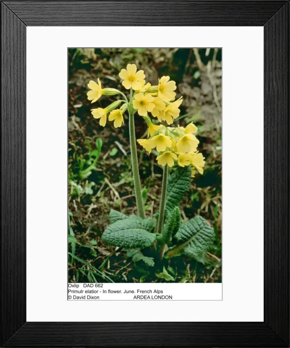 Framed Print : Picture No. 10849618 Framed Print : Picture No. 10849618