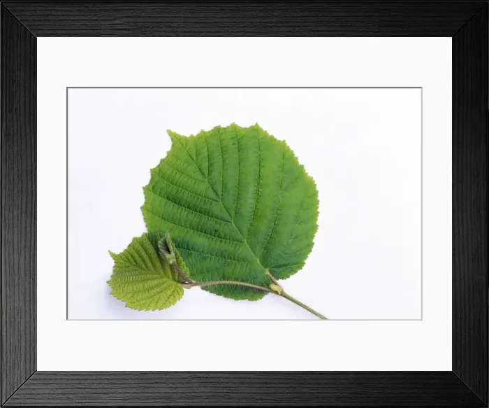 Framed Print : Picture No. 10849609 Framed Print : Picture No. 10849609