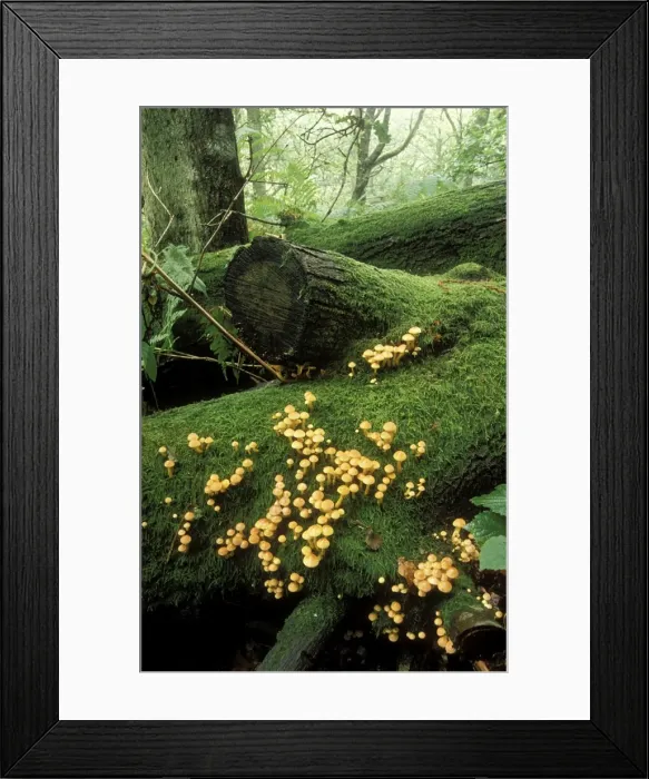 Framed Print : Picture No. 10849561 Framed Print : Picture No. 10849561