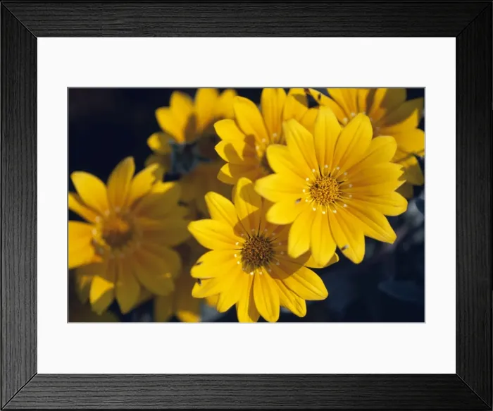 Framed Print : Picture No. 10849653 Framed Print : Picture No. 10849653