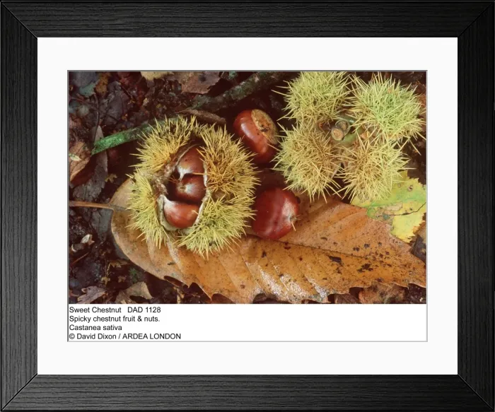 Framed Print : Picture No. 10849665 Framed Print : Picture No. 10849665