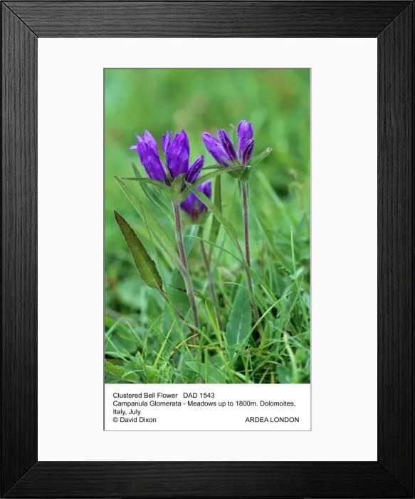 Framed Print : Picture No. 10849708 Framed Print : Picture No. 10849708