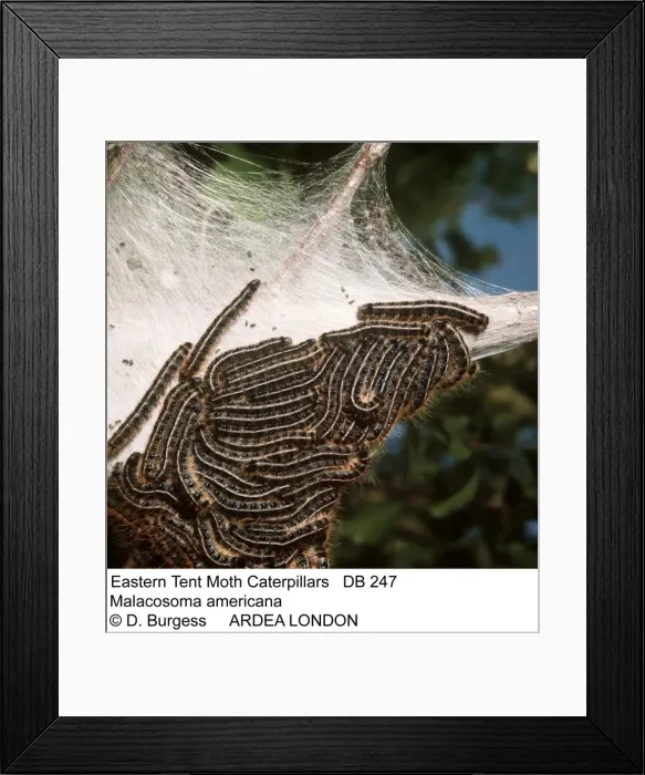 Framed Print : Picture No. 10849725 Framed Print : Picture No. 10849725