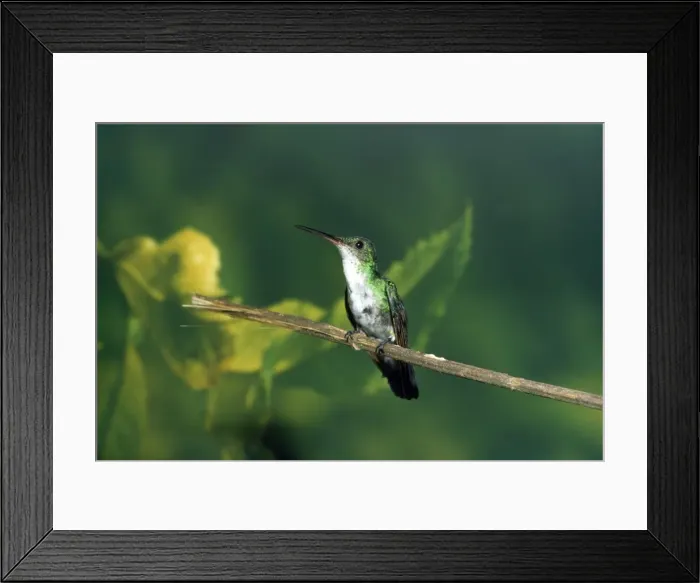 Framed Print : Picture No. 10849763 Framed Print : Picture No. 10849763