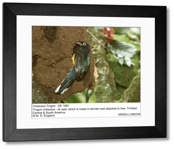 Framed Print : Picture No. 10849758 Framed Print : Picture No. 10849758