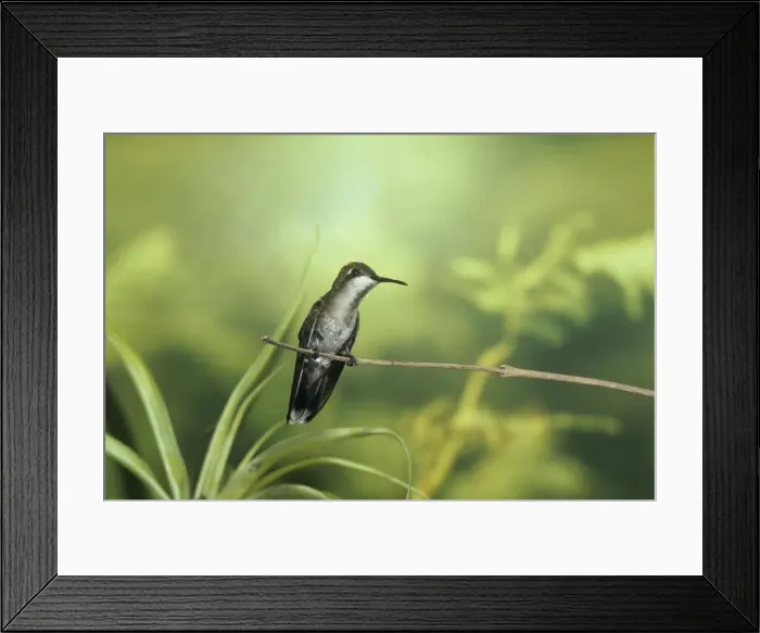 Framed Print : Picture No. 10849793 Framed Print : Picture No. 10849793